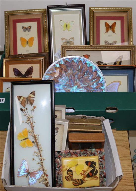 A collection of framed butterflies